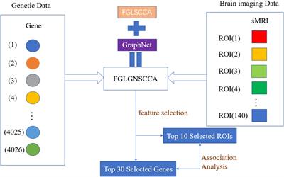 An Improved Fusion Paired Group Lasso Structured Sparse Canonical Correlation Analysis Based on Brain Imaging Genetics to Identify Biomarkers of Alzheimer’s Disease